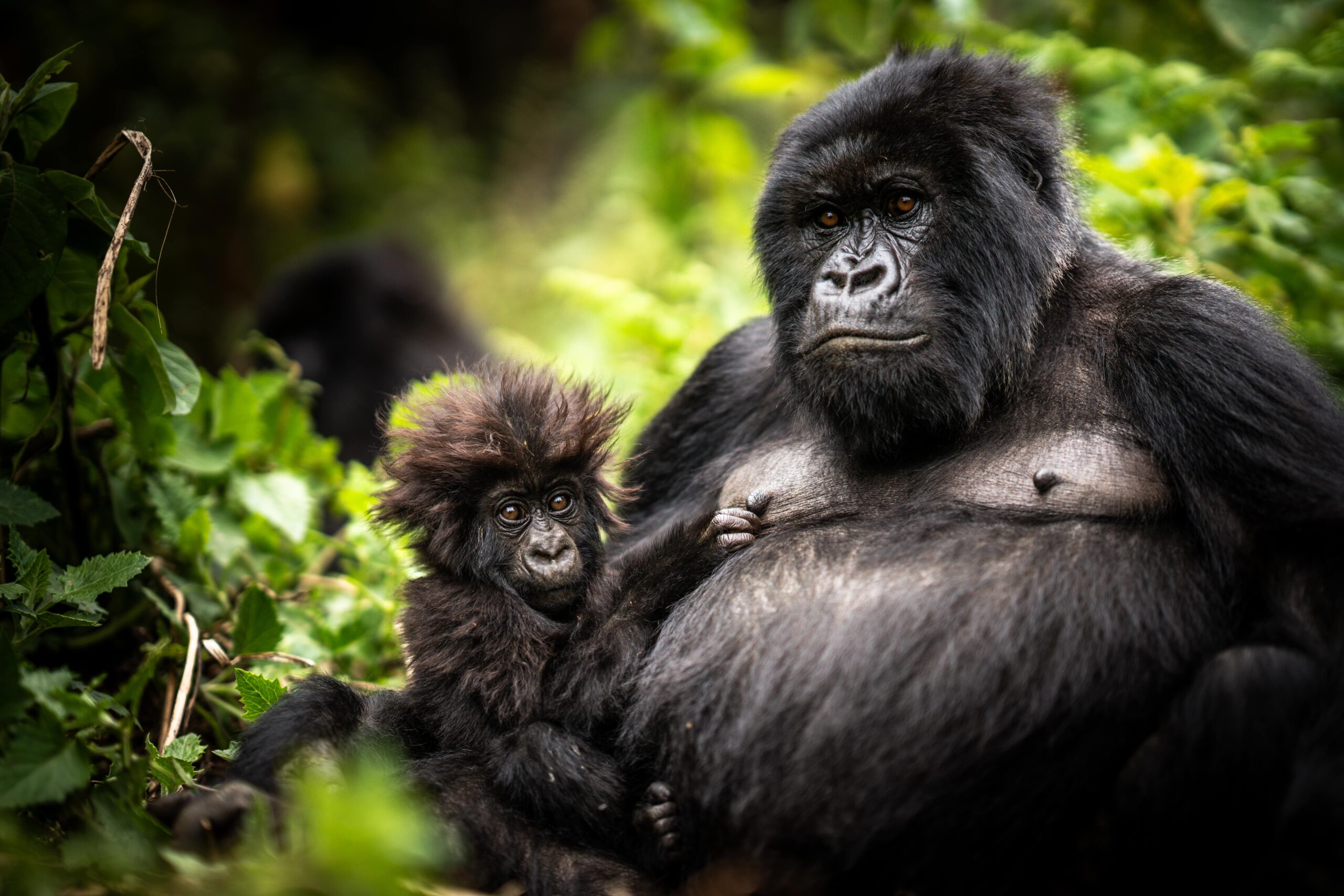 Mountain gorilla with a baby in the forests of Volcanoes National Park, Rwanda