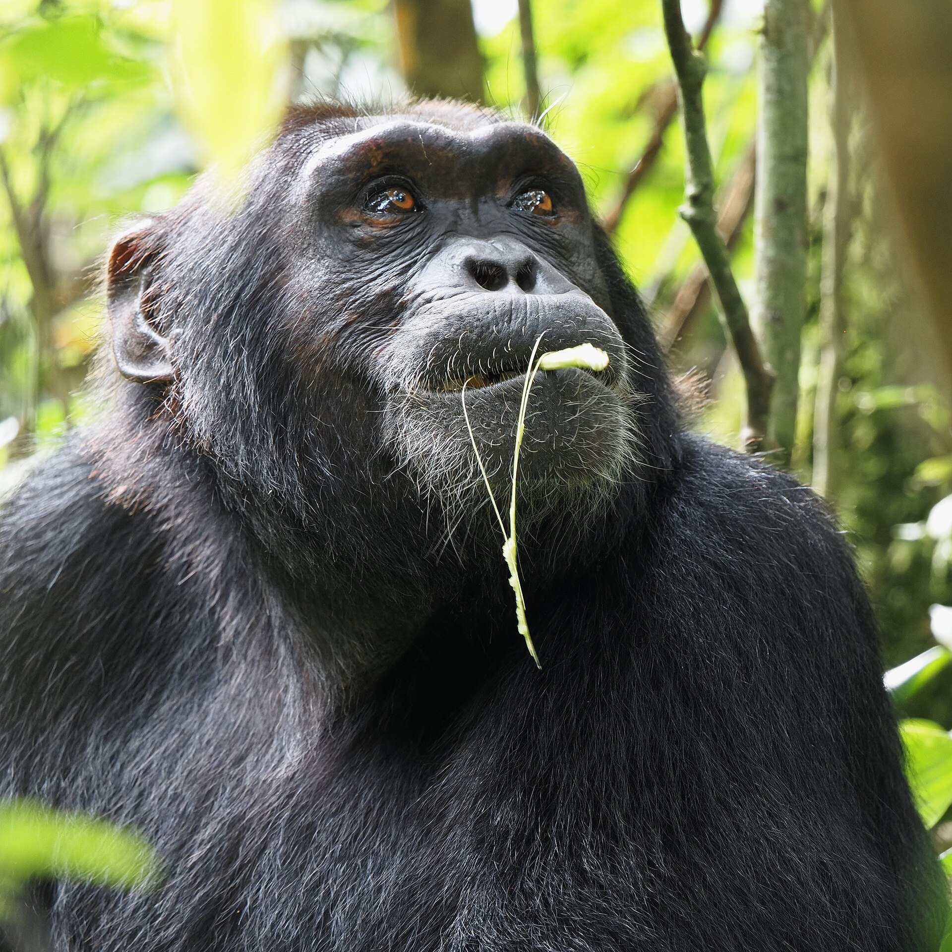 Chimpanzee in Kibale Forest, Uganda