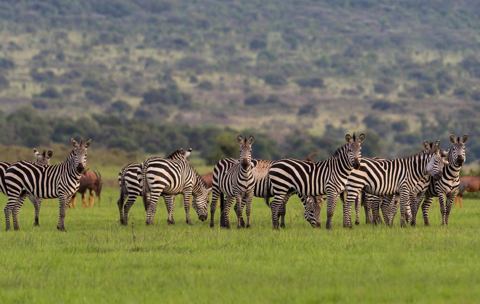 Wilderness Magashi, Akagera — Rwanda savanna for gorilla-plus-game-drive programmes