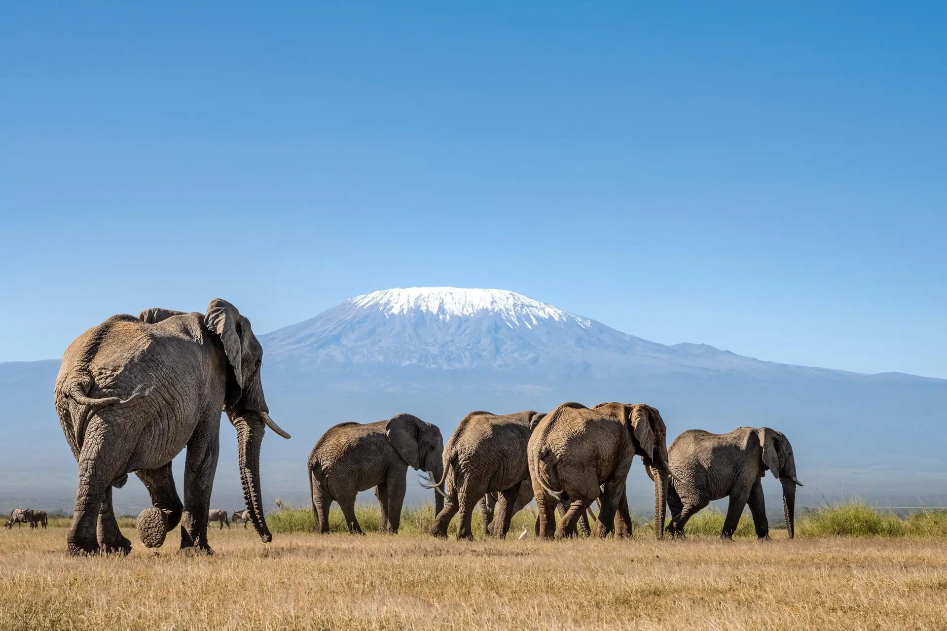 Amboseli lodge looking toward elephants and Mount Kilimanjaro