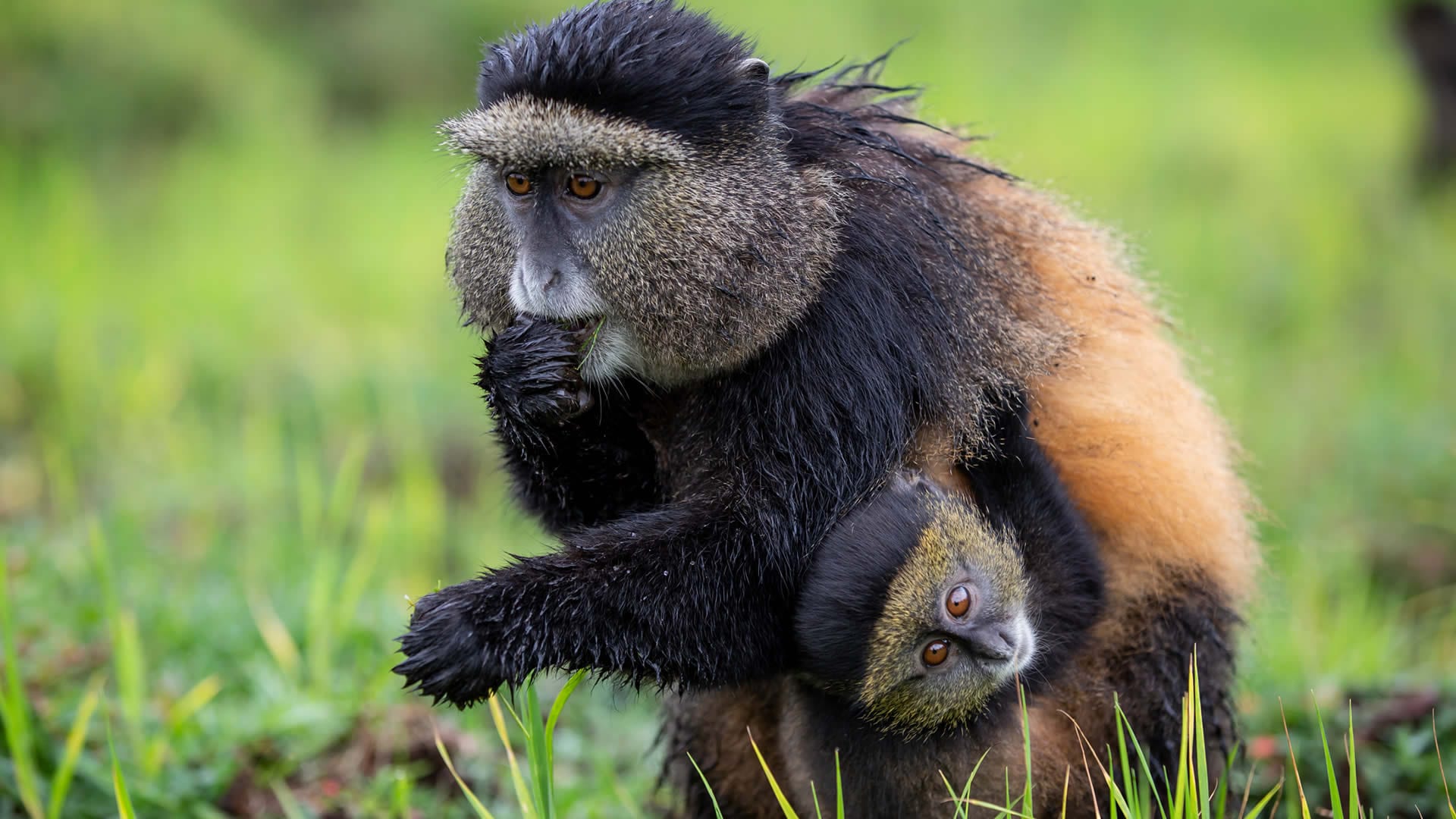 Volcanoes lodges — golden monkey walks as a gorilla companion morning