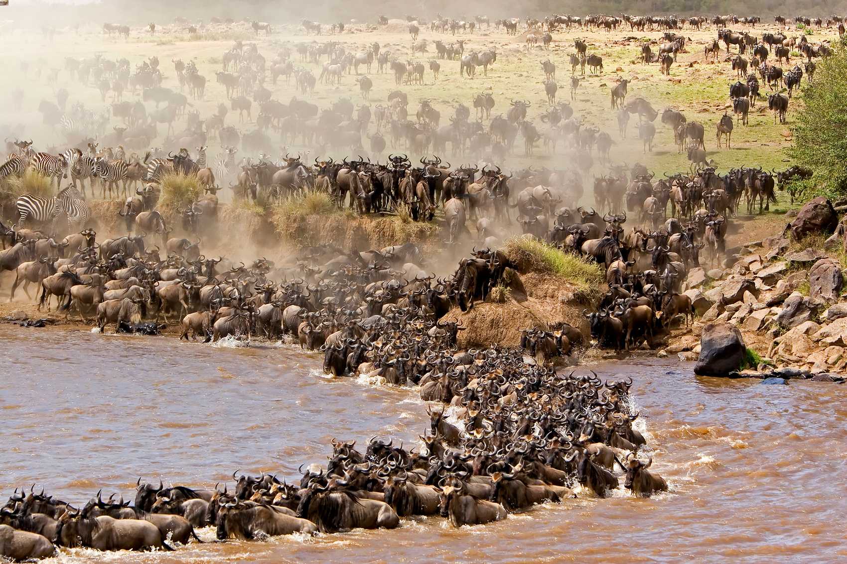 Wildebeest crossing a river during the Great Migration