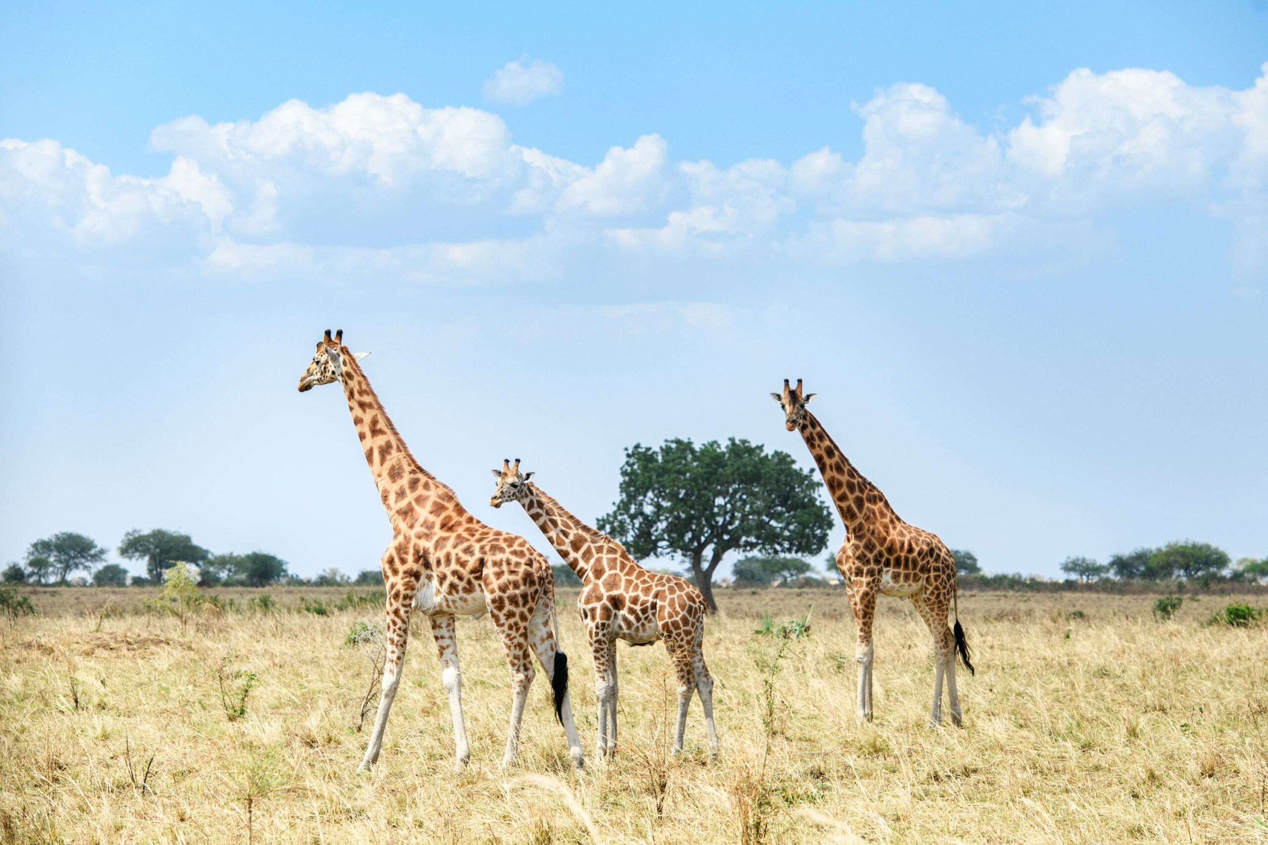 Apoka Safari Lodge, Kidepo — remote plains for high-value groups