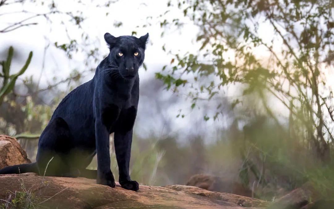 Kenya conservancy camp — walking, rhino country and low-density incentive nights