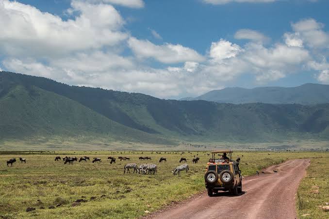 Safari vehicle on the Ngorongoro Crater floor with zebras and the crater rim