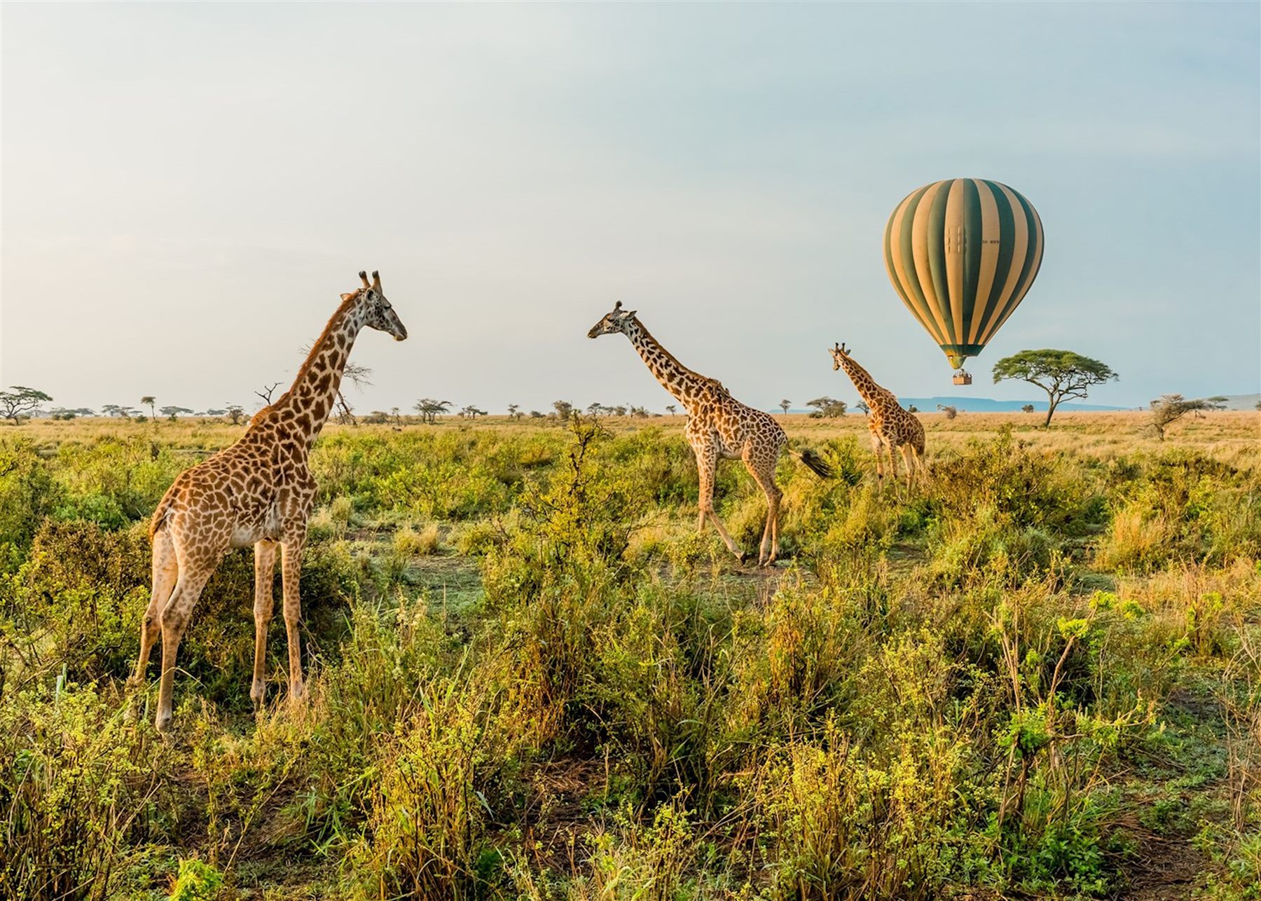 Hot air balloon safari over the Serengeti at sunrise