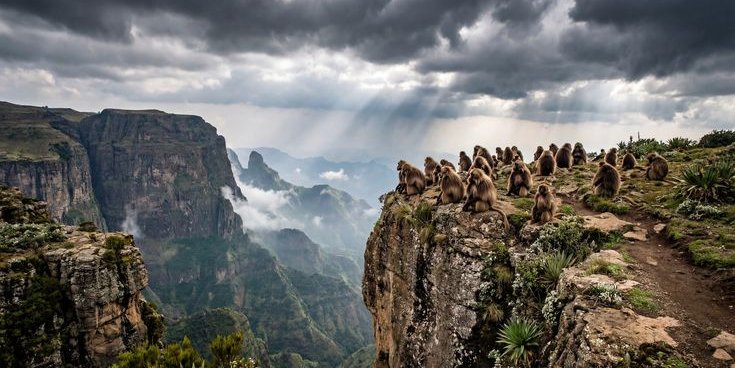 Limalimo Lodge in the Simien Mountains — highland walking and geladas