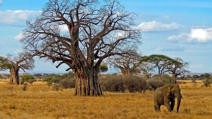Tarangire canopy lodge — baobabs and elephant country for incentive openers