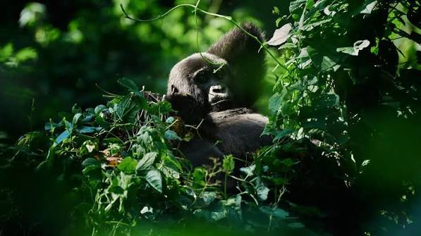 Clouds Mountain Gorilla Lodge above Bwindi Impenetrable Forest