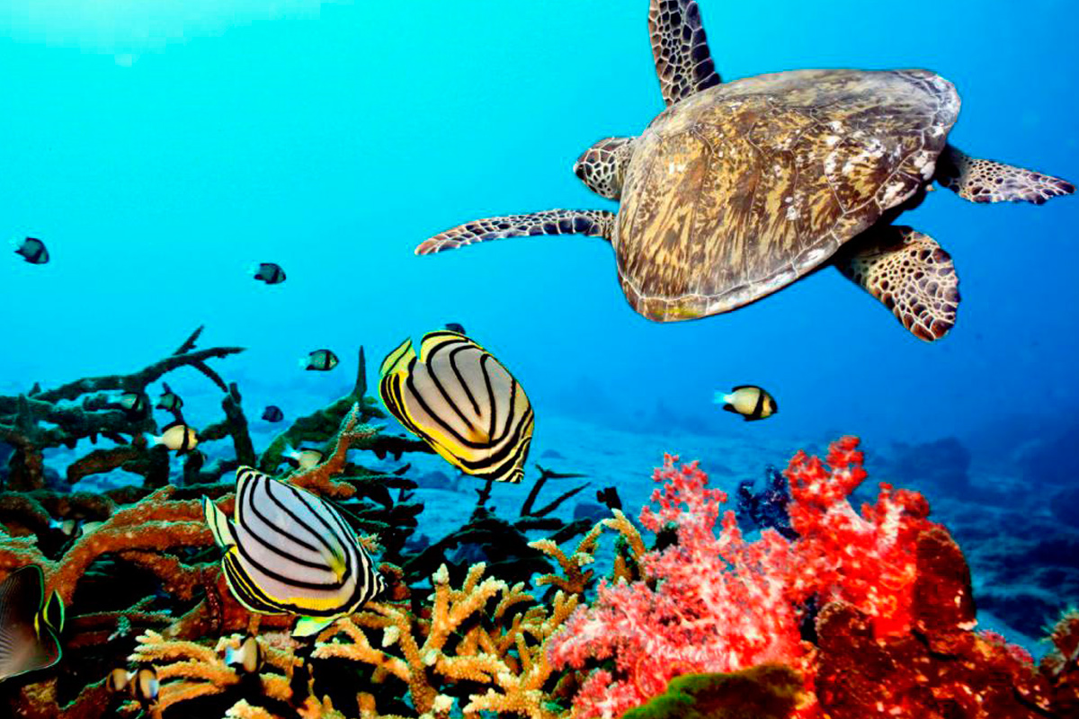 Mnemba waters off Zanzibar — diving and marine morning