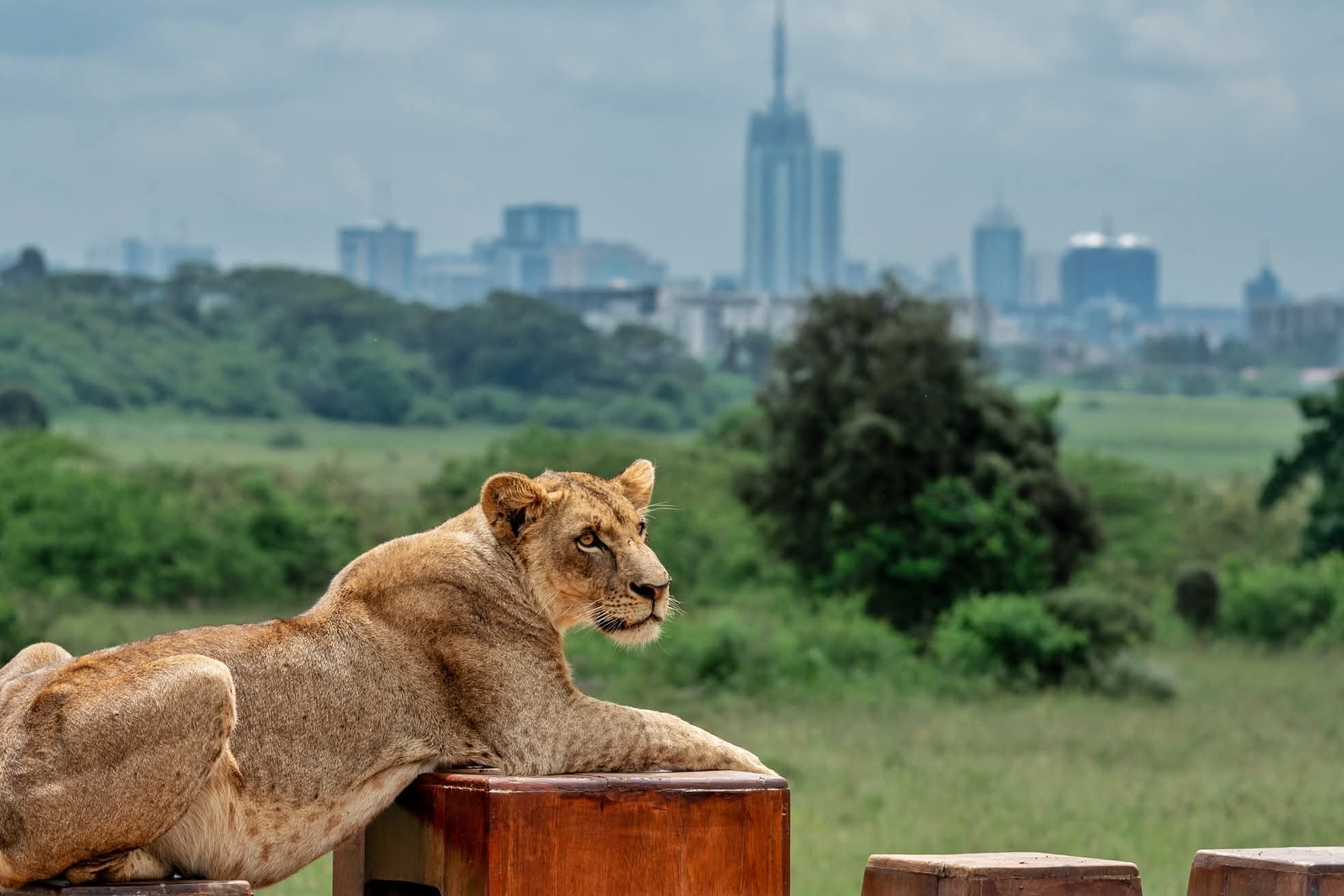 Lioness in Nairobi National Park with the city skyline beyond — meetings beside the landscape