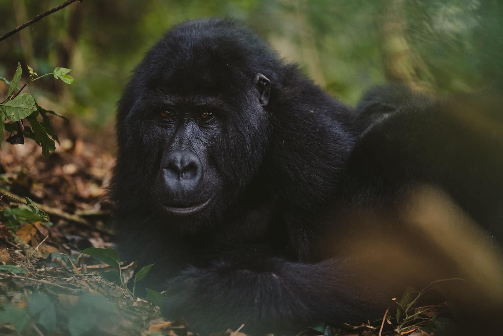 Experiences — Sanctuary Gorilla Forest Camp