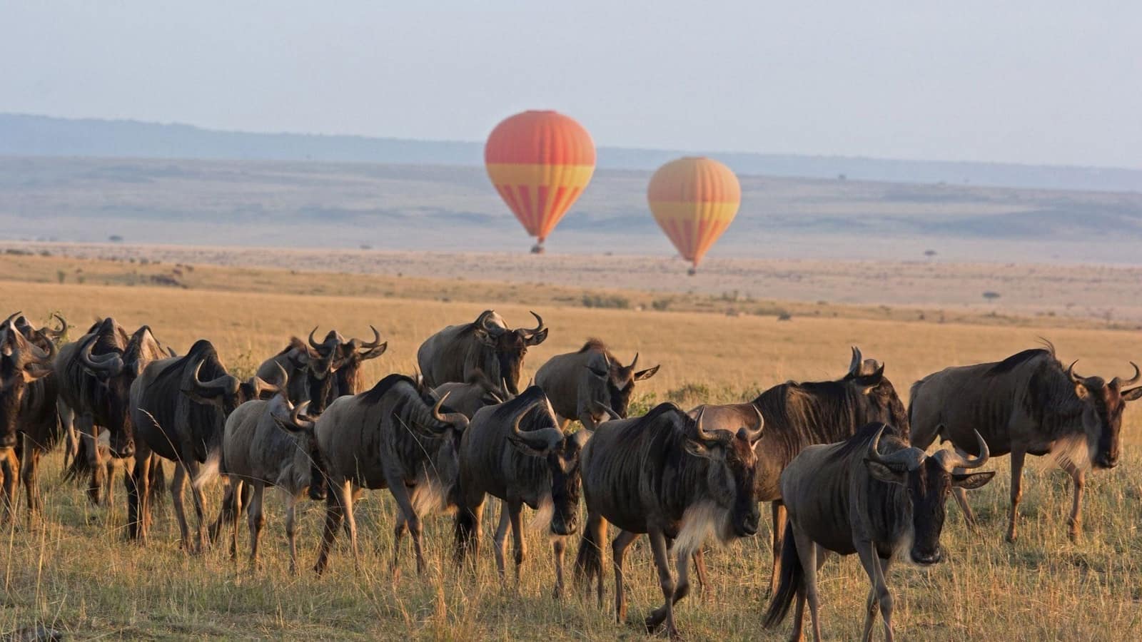Experiences — Masai Mara Sopa Lodge