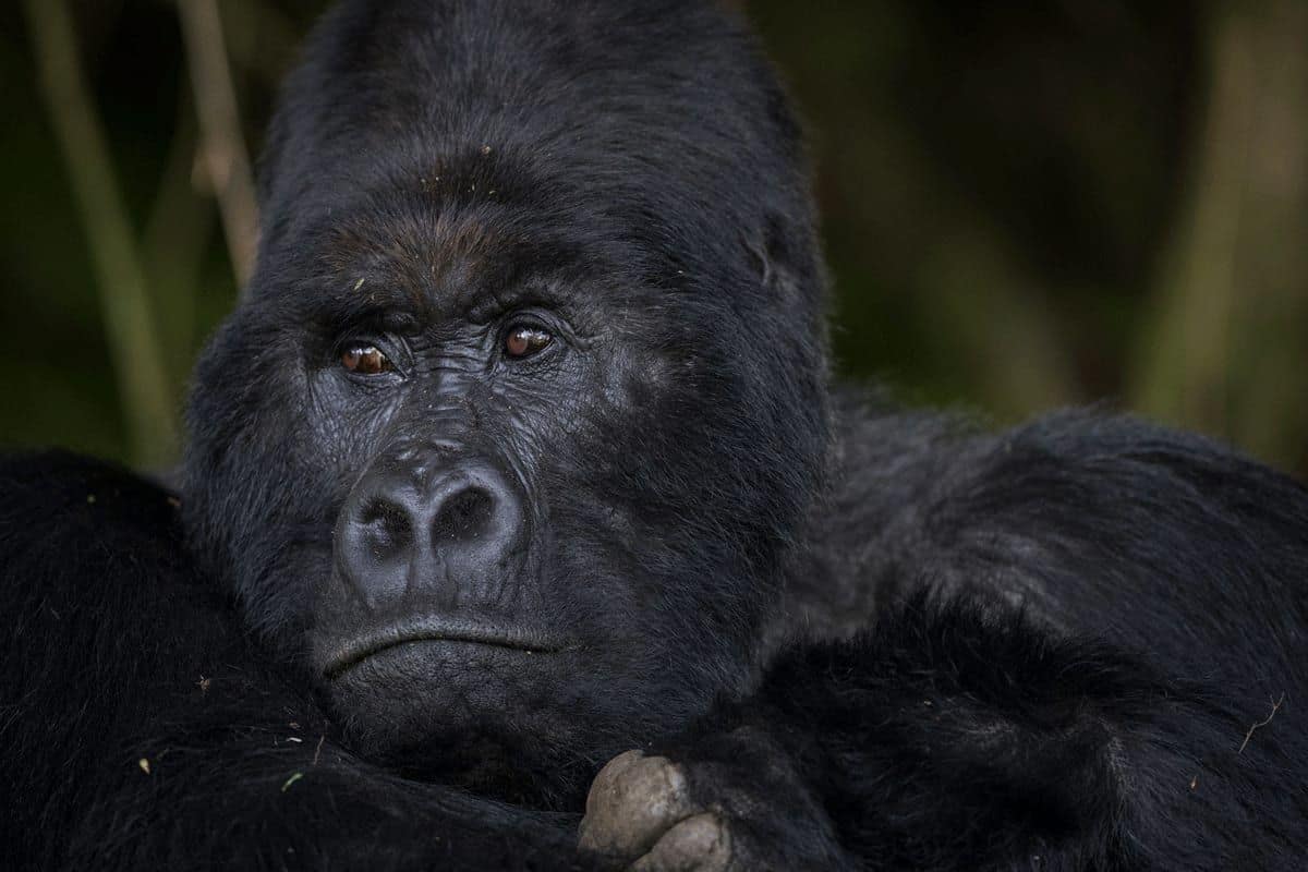 Experiences — Volcanoes Safaris Bwindi Lodge
