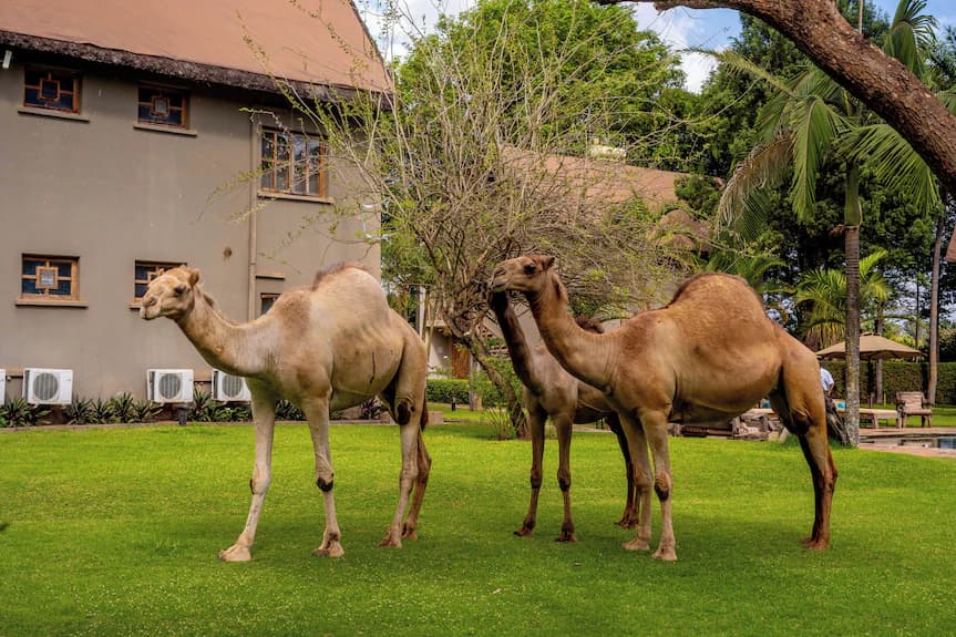Experiences — Weru Weru River Lodge