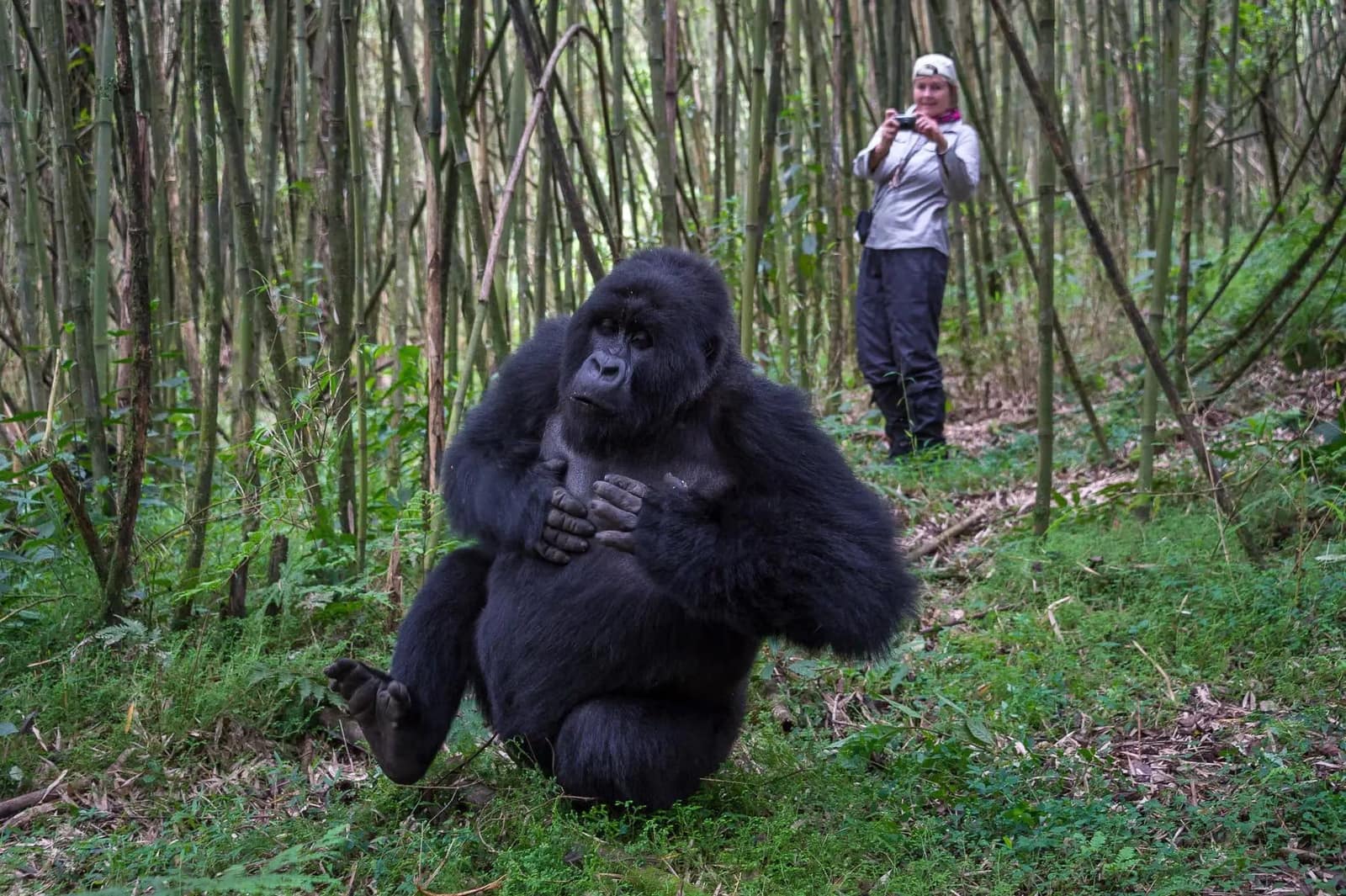 Experiences — Wilderness Bisate Lodge