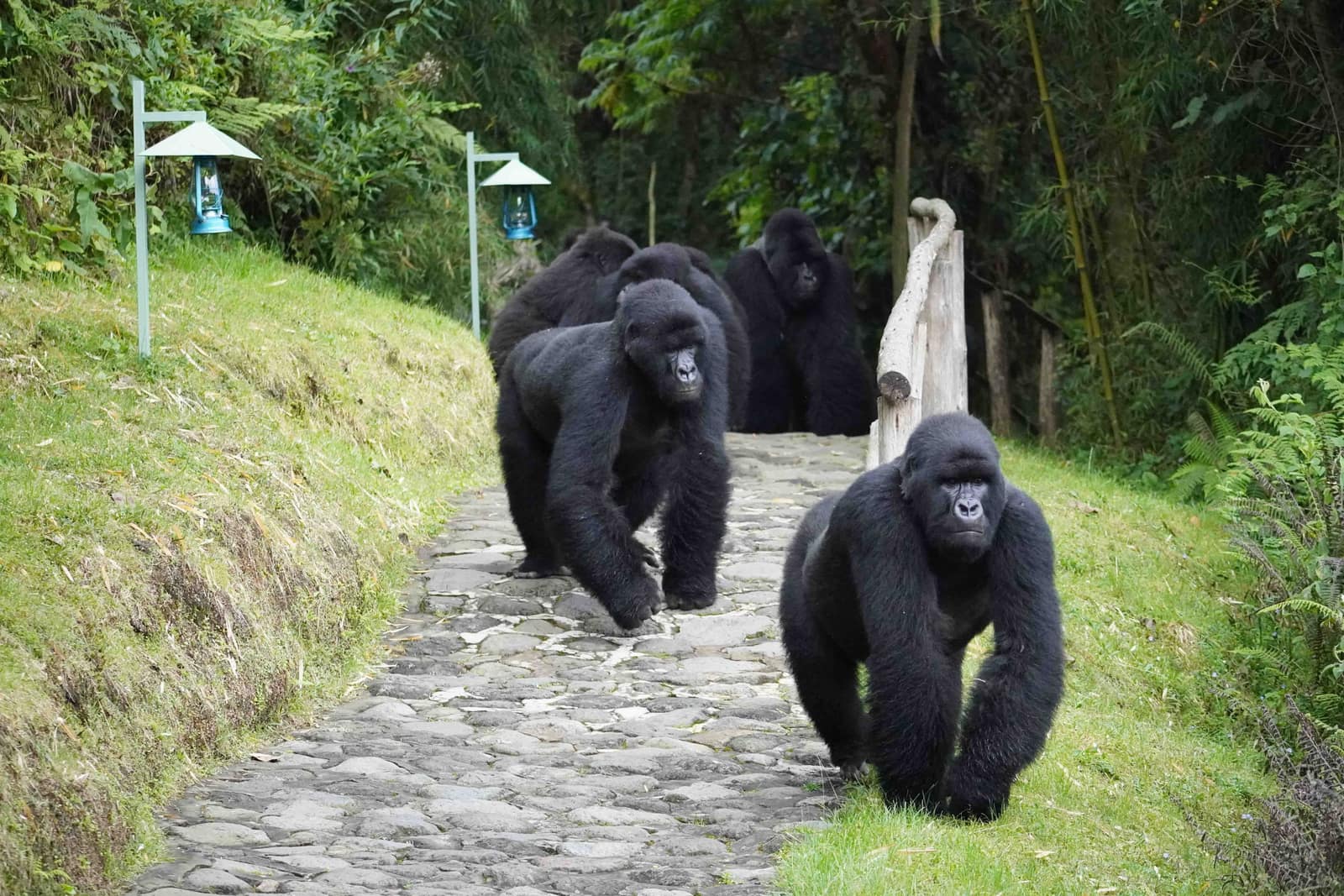 Experiences — Wilderness Sabyinyo Silverback Lodge