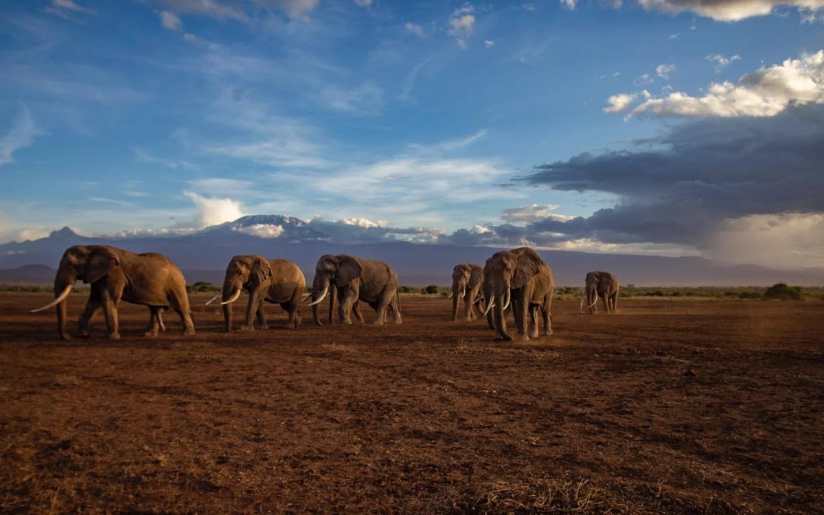 Tawi Lodge, Private conservancy on the edge of Amboseli National Park