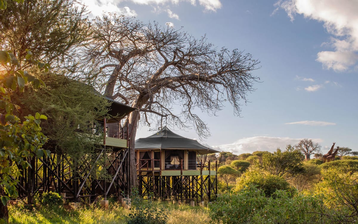 Wellworth Tarangire Kuro Treetops Lodge, Baobab line near Kuro, Tarangire National Park